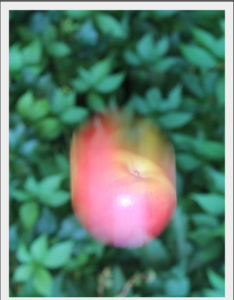 A blurred apple falling.