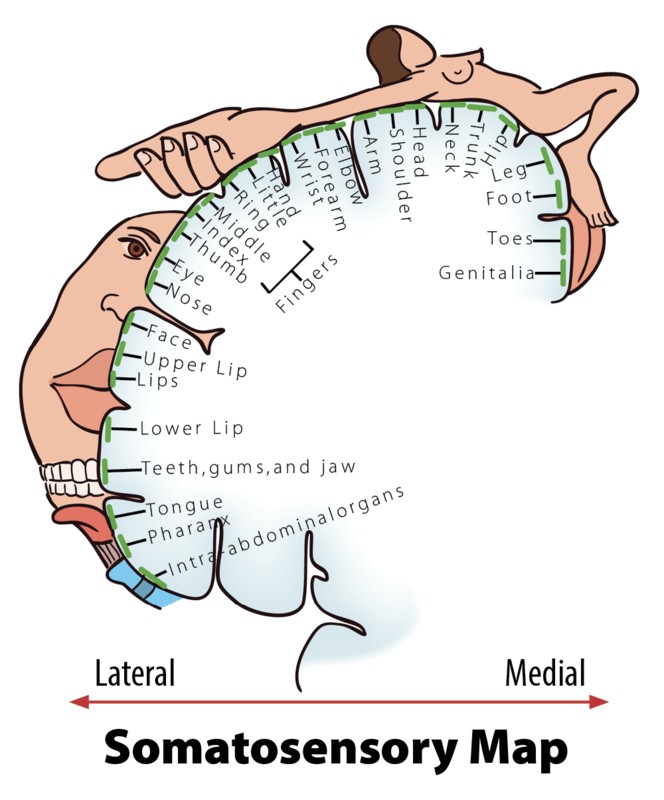 Scientists Map The Parts Of The Body Where Touching Is Okay